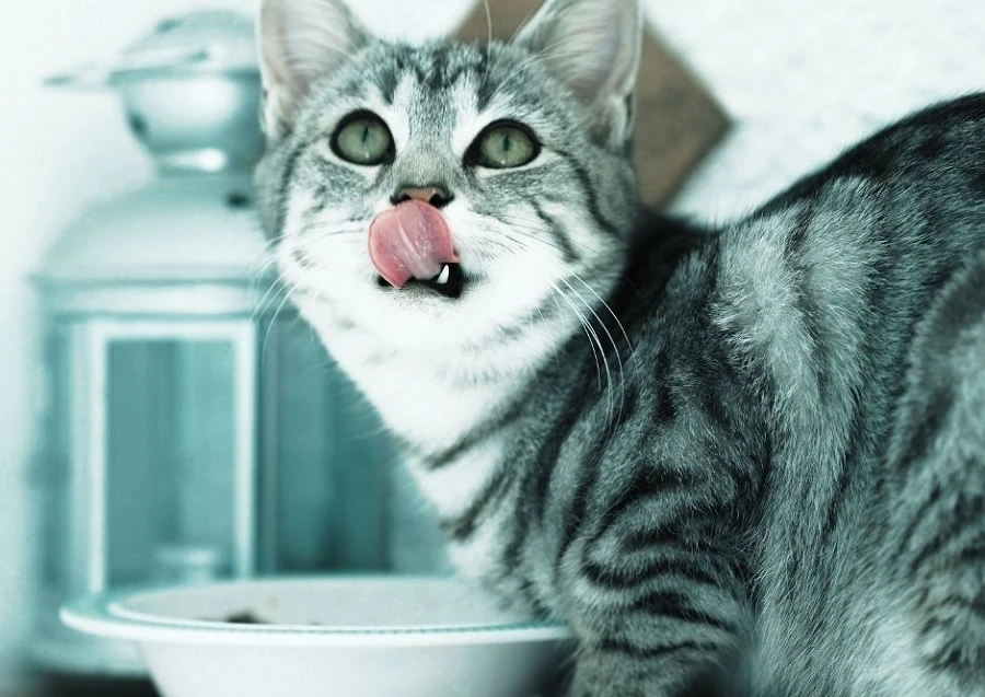 oblizujący się kot nad miską z jedzeniem
