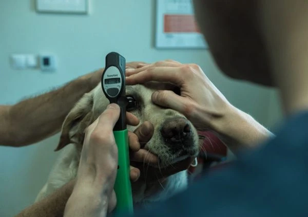 pies podczas badania wzroku