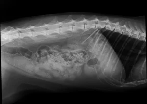 zdjęcie rentgenowskie kota