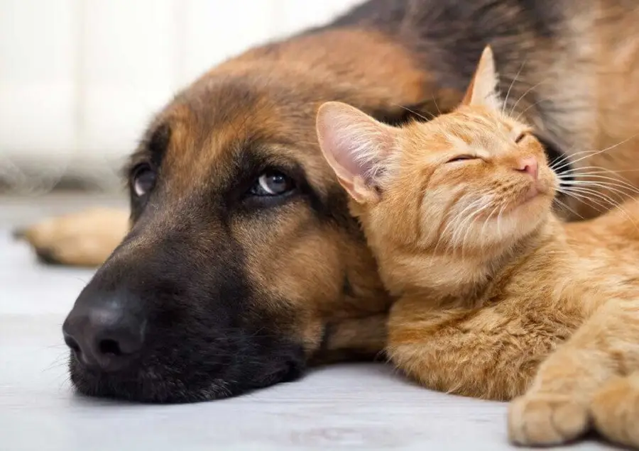 leżacy pies i kot