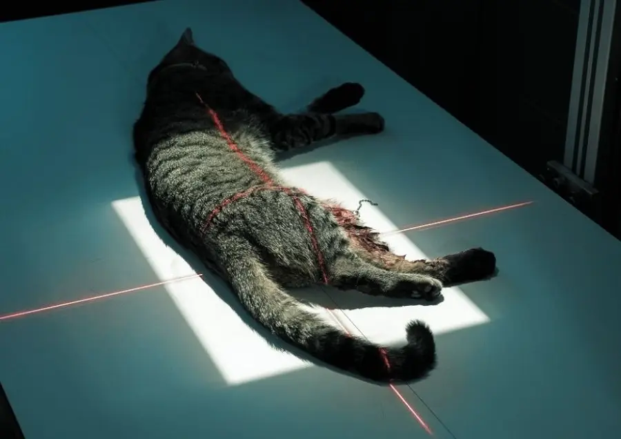 kot przygotowywany do badania radiologicznego