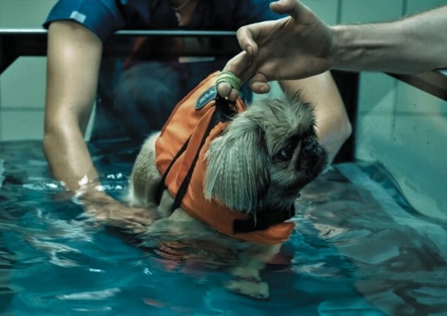 pies rehabilitowany na bieżni wodnej