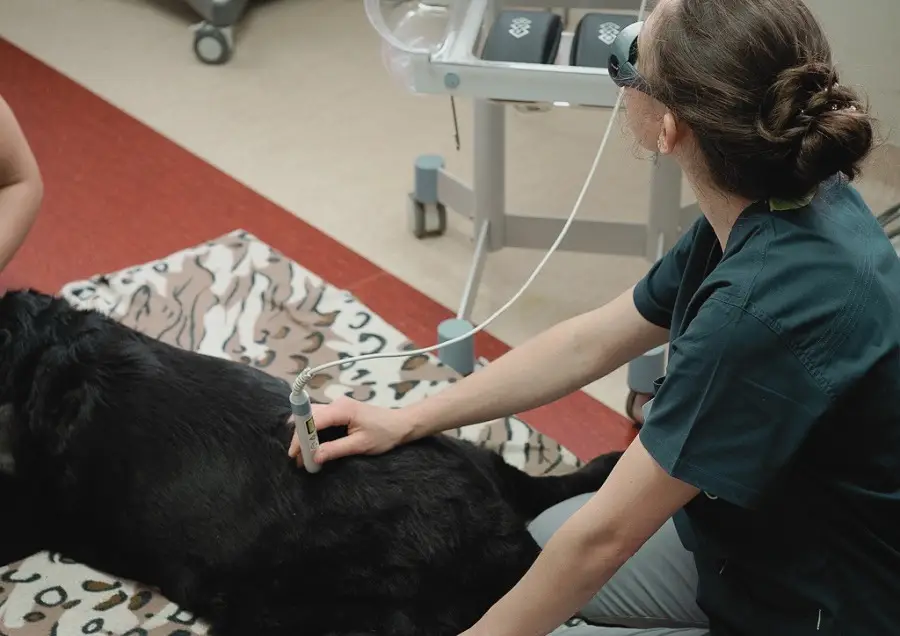 rehabilitacja psa laseroterapią