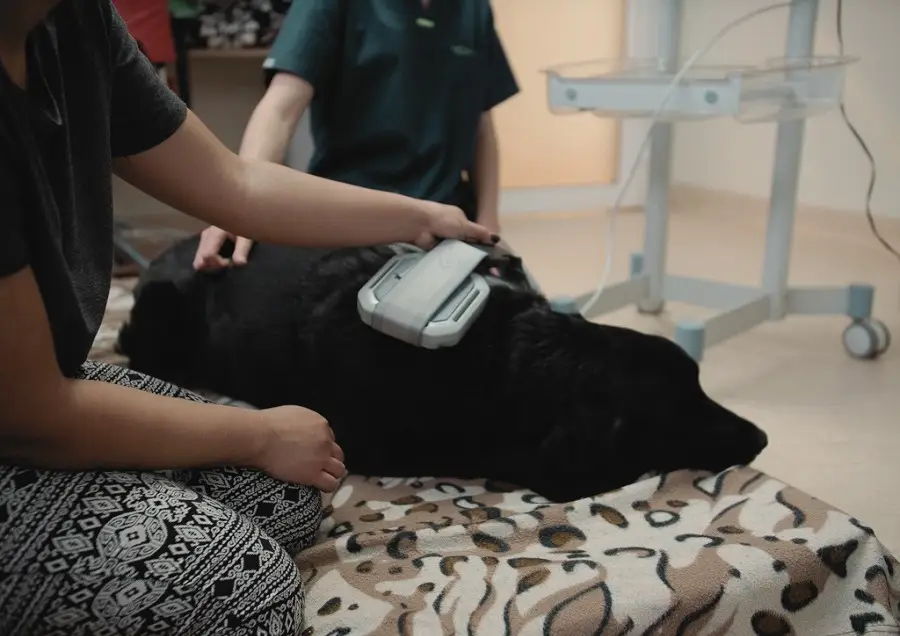 rehabilitacja psa magnetoterapią