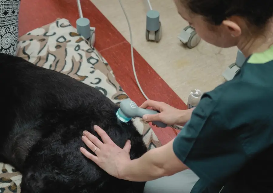 rehabilitacja psa ultradźwiękami
