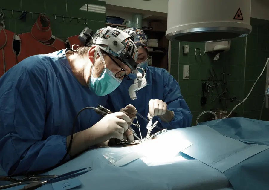 lekarz weterynarz z asystą podczas zabiegu chirurgicznego