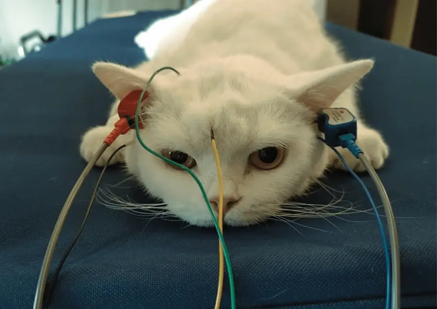 badanie neurologiczne kota