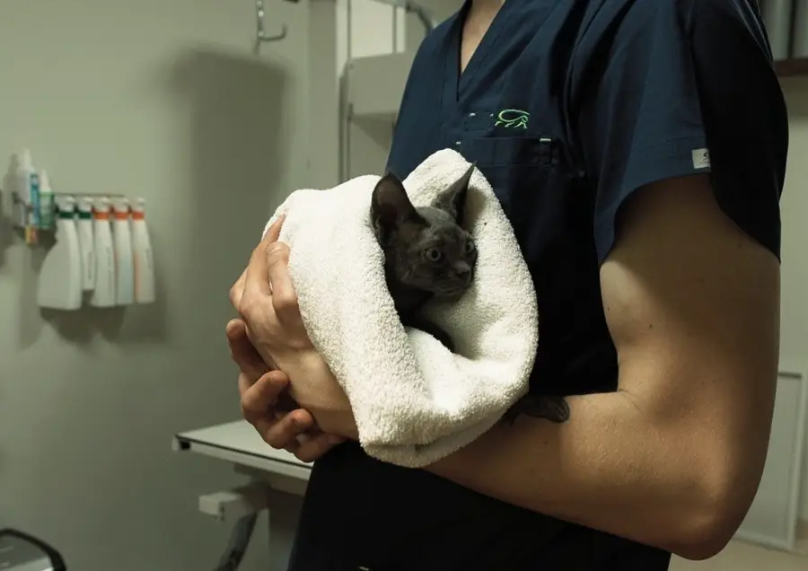 kot trzymany przez lekarza na rękach