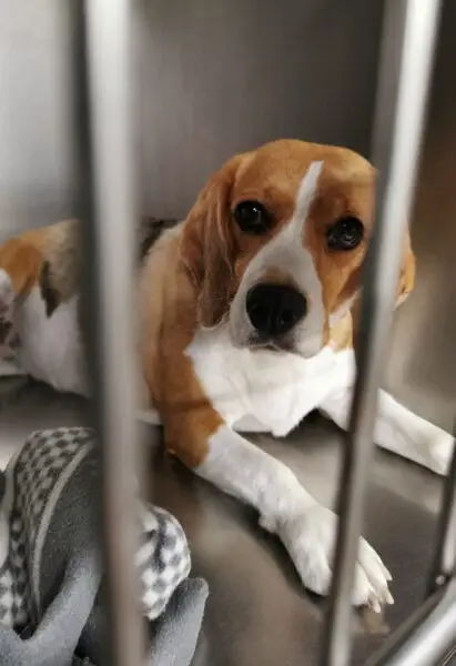 pies beagle w klatce