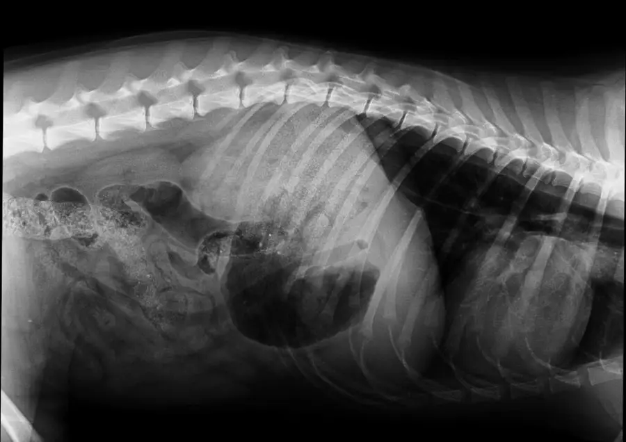 zdjęcie RTG psa po badaniu endoskopowym