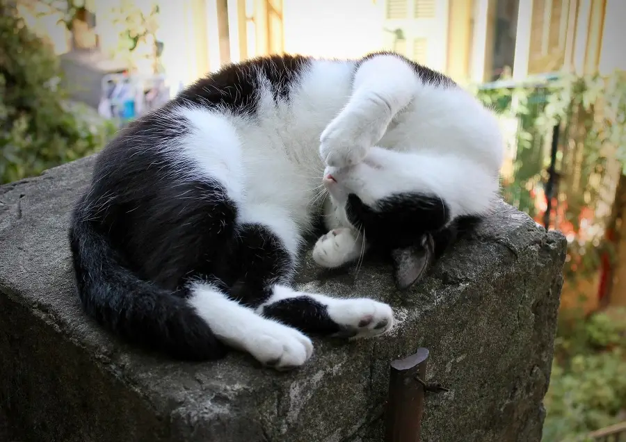 wygięty kot leżący na kamieniu