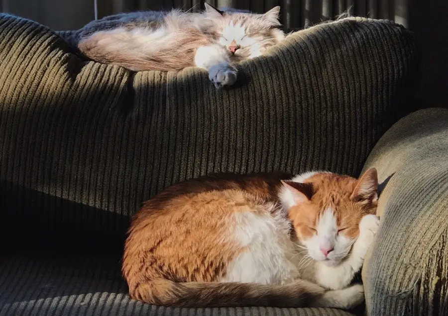 dwa koty leżące na kanapie