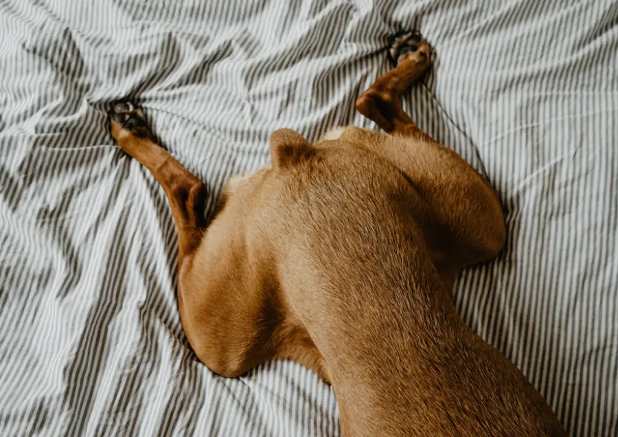 pies leżący na łóżku zbliżenie na tylne kończyny i zad