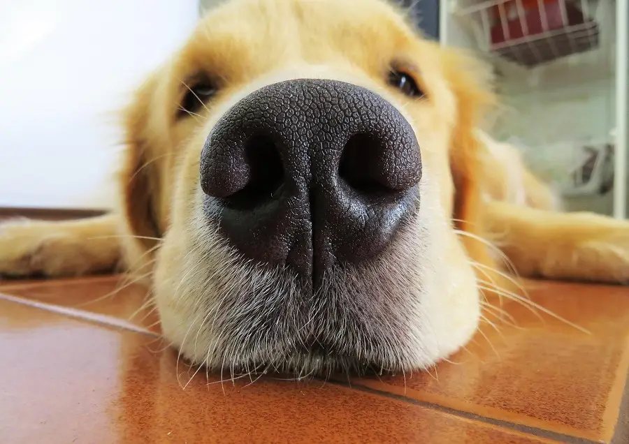 zbliżenie na nos psa leżącego na kafelkach