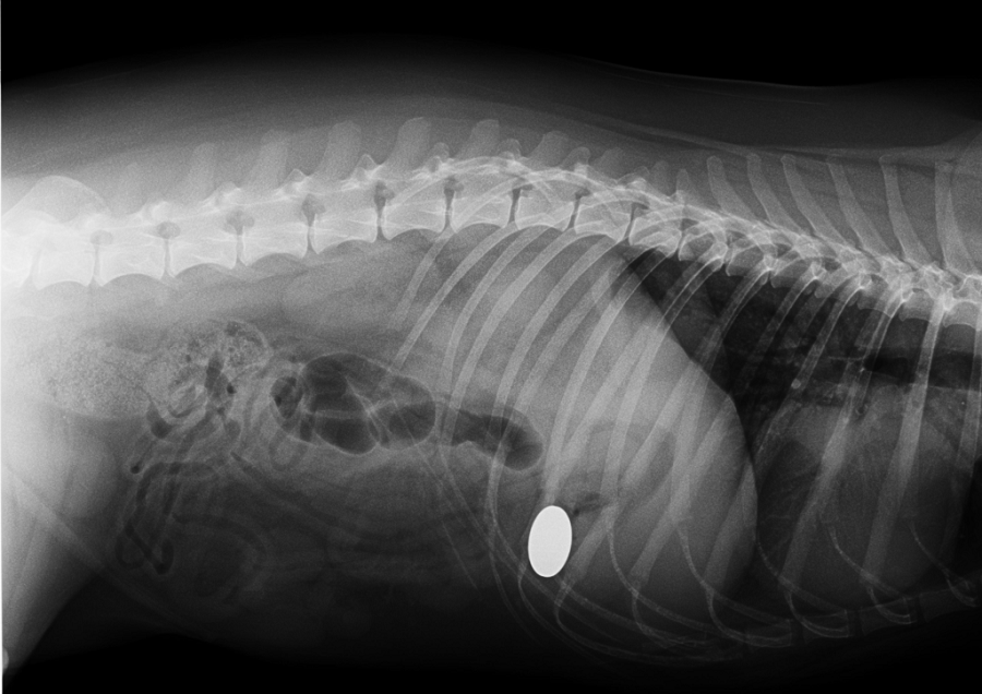zdjęcie RTG przedstawiające monetę w żołądku psa