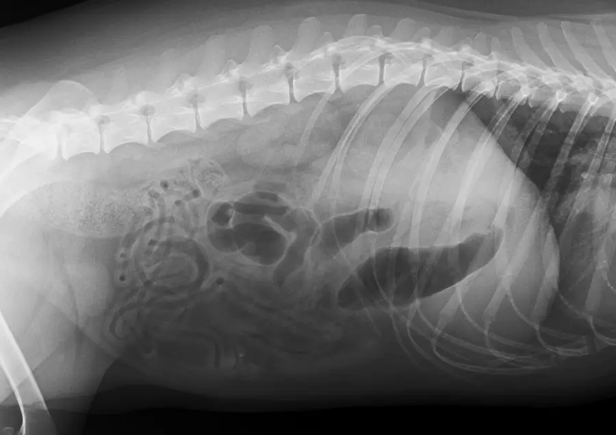 zdjęcie RTG psa po zabiegu endoskopii