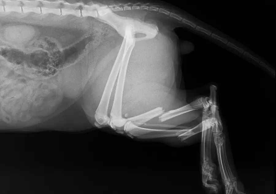 zdjęcie RTG kota ze złamaną łapą