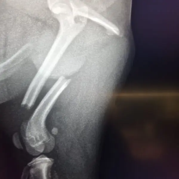 zdjęcie RTG złamanej kości udowej u psa