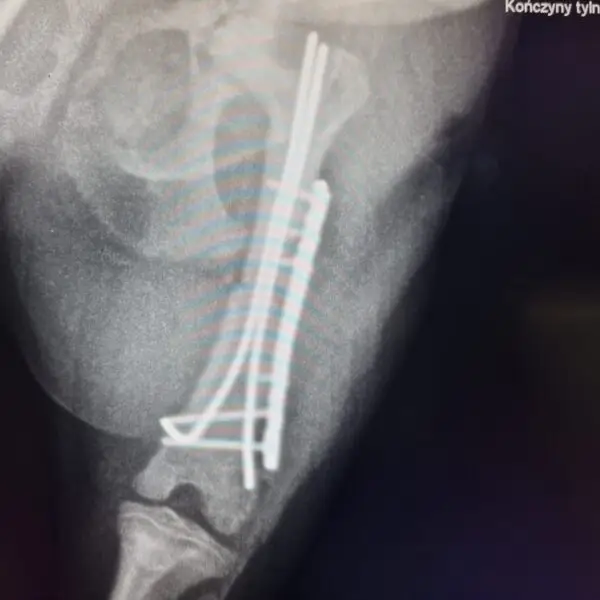 zdjęcie RTG złamanej kości u psa po operacji