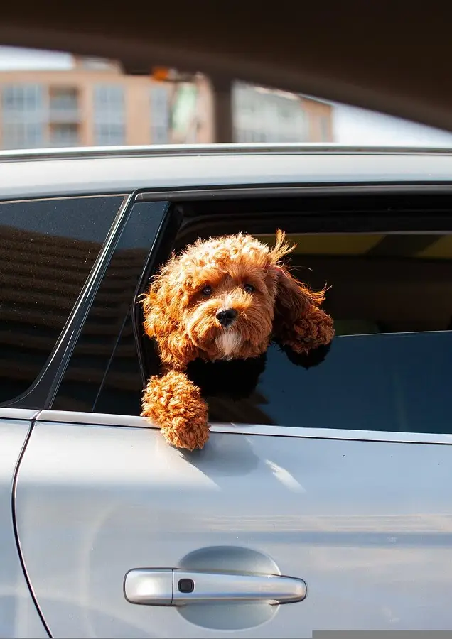 pies pudel w samochodzie wyglądający przez szybę