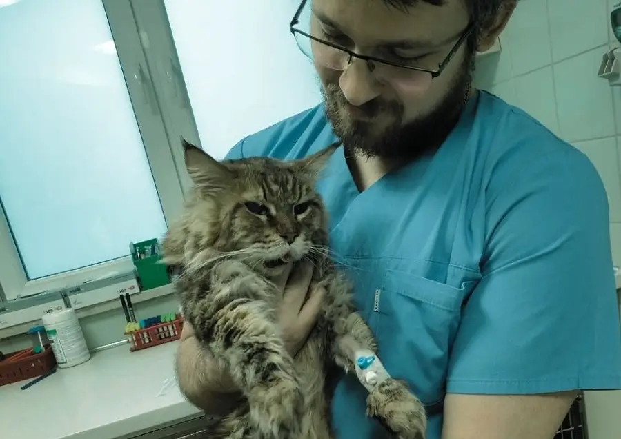 lekarz trzymajacy kota z założonym wenflonem