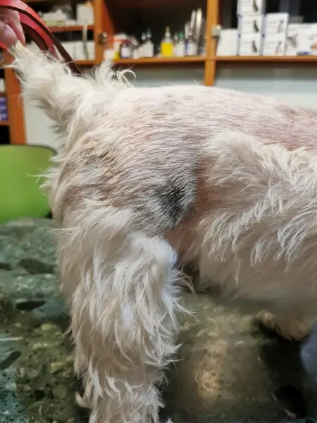 grzbiet i noga psa leczonego na chorobę skóry