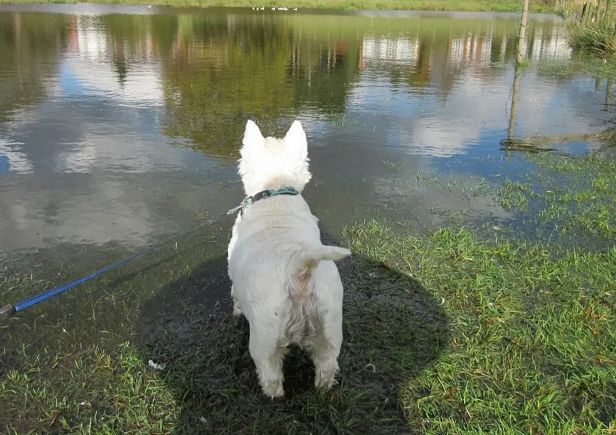 pies patrzący na wodę na niebieskiej smyczy