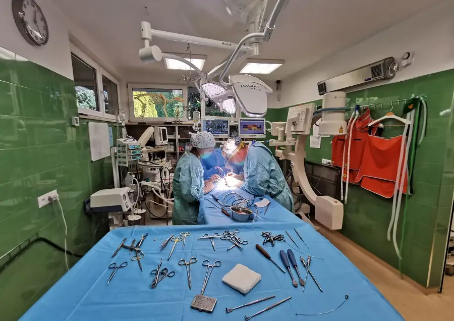 lekarze weterynarii podczas zabiegu chirurgicznego