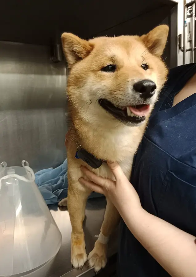 pies rasy shiba podczas pobytu w szpitalu dla zwierząt