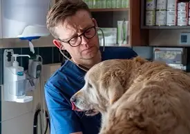 lekarz weterynarii podczas badania psa