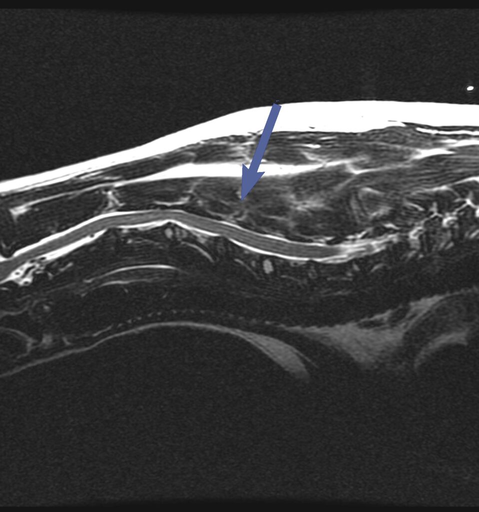 Symptoms of disc disease in dogs - how to recognize them