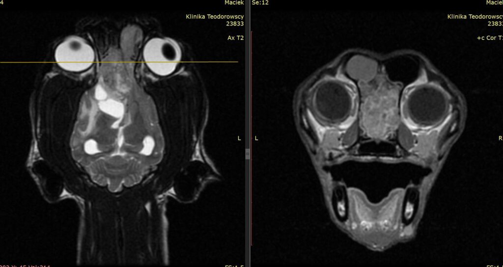 MRI nowotwór psa
