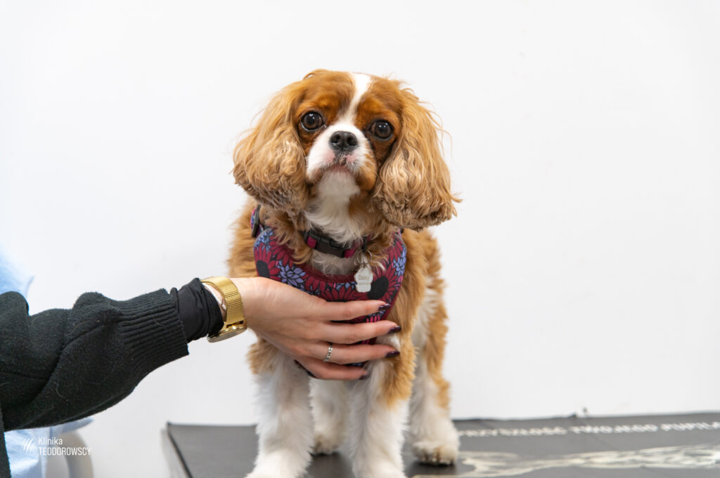 MMVD to częsta choroba u psów rasy Cavalier king charles spaniel